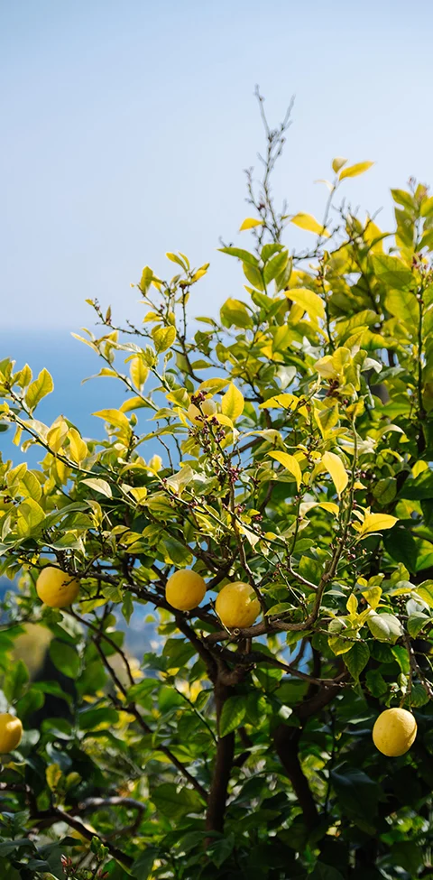 la fête du citron à menton Côte d'Azur